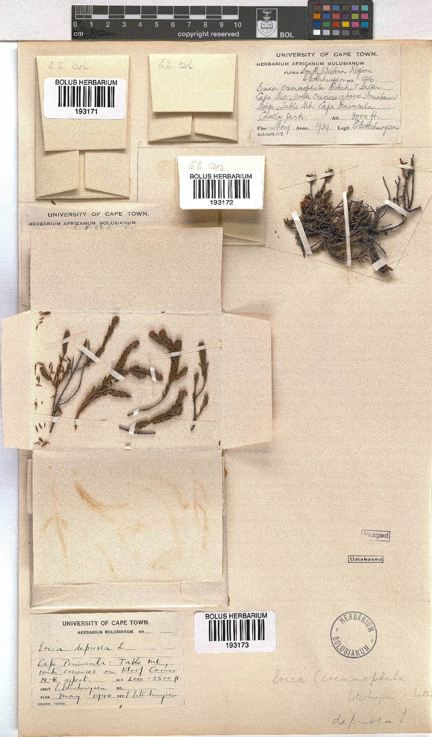 Erica depressa image