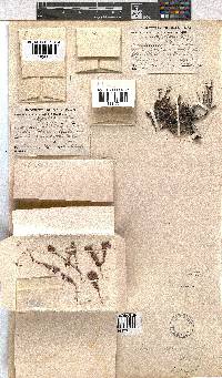 Erica depressa image