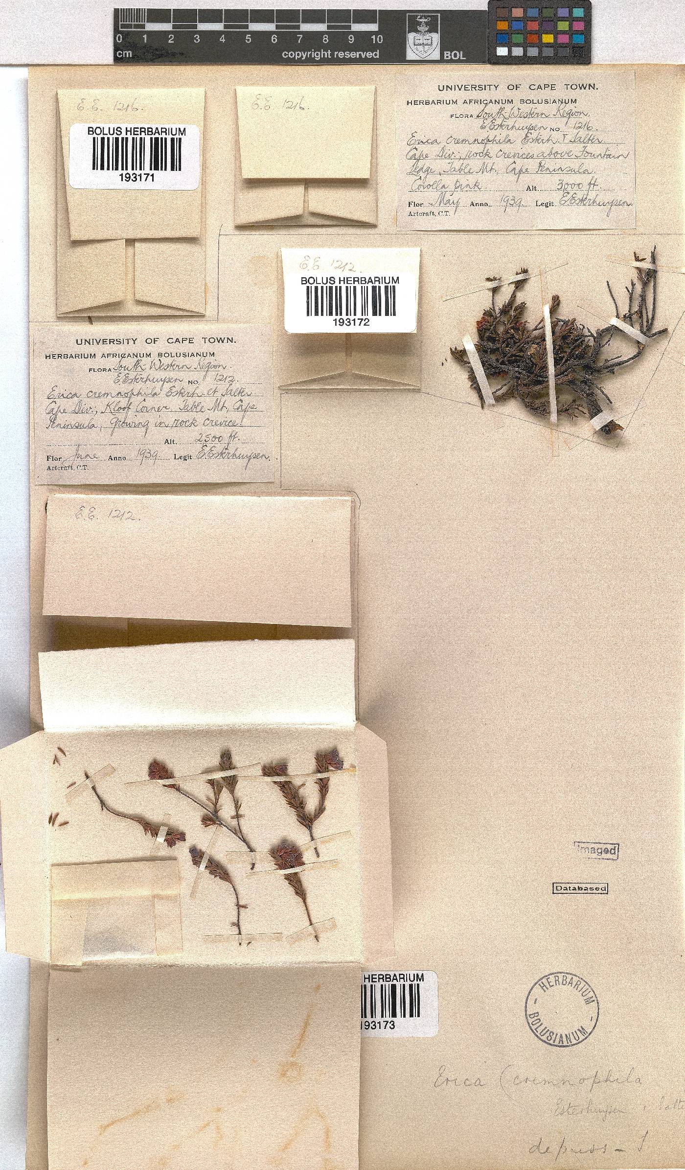 Erica depressa image