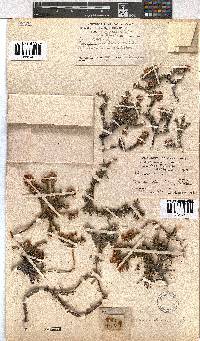 Erica depressa image