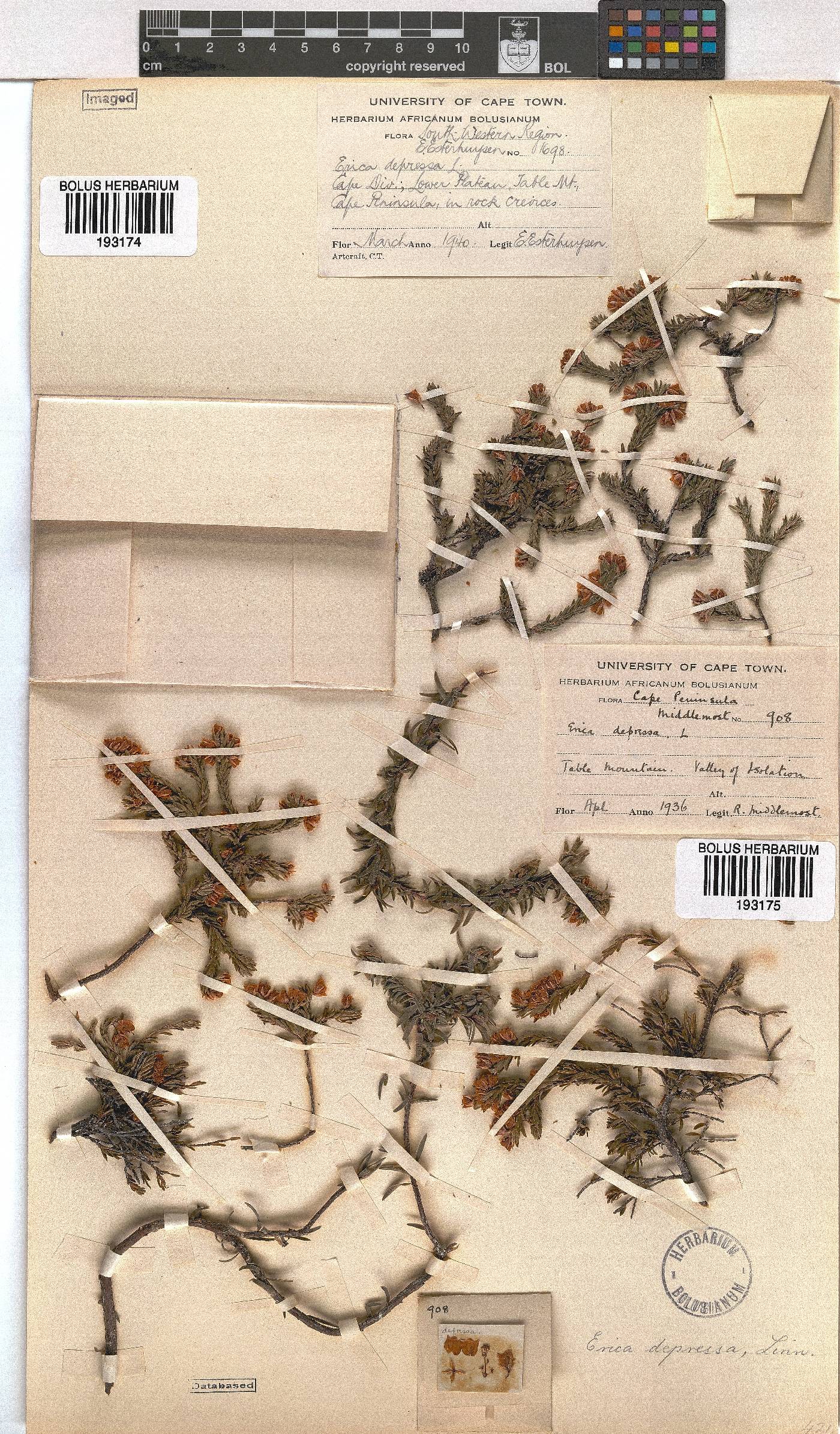 Erica depressa image