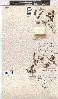 Erica depressa image