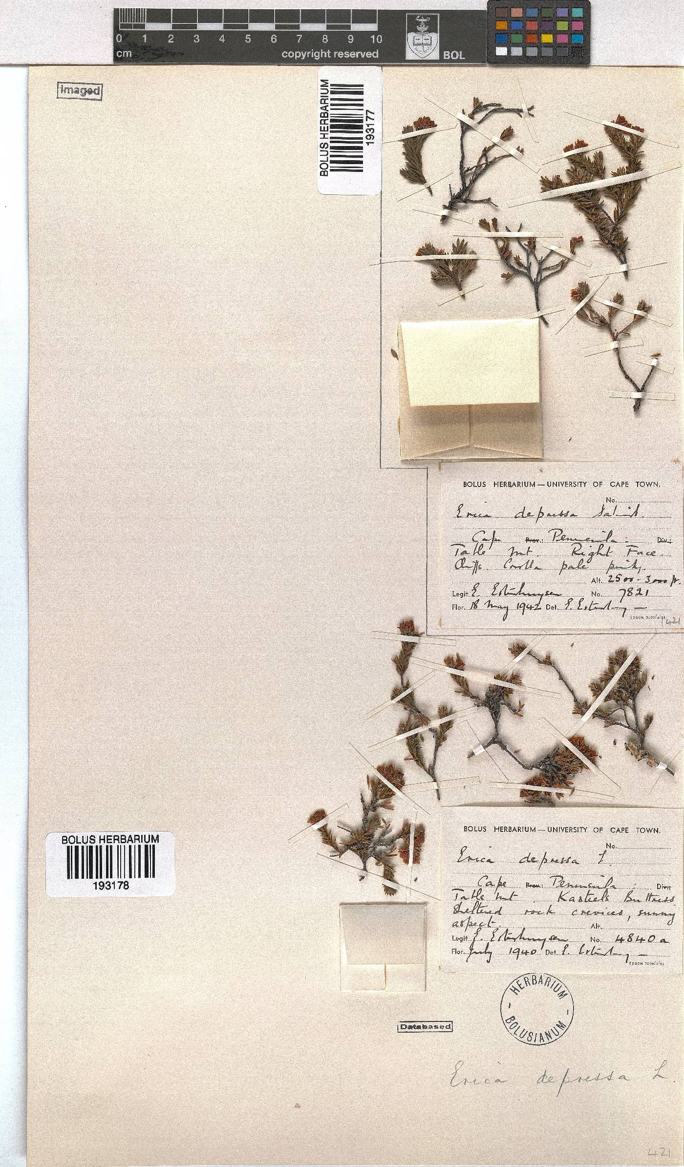 Erica depressa image