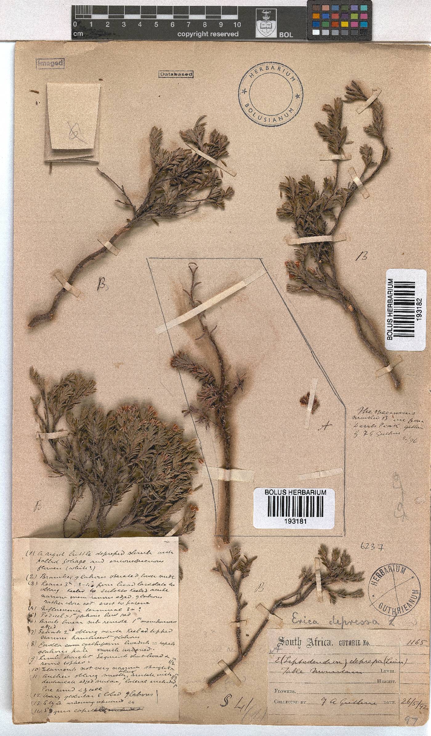 Erica depressa image