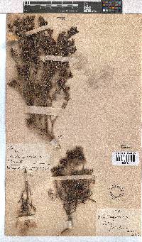 Erica petiolaris image