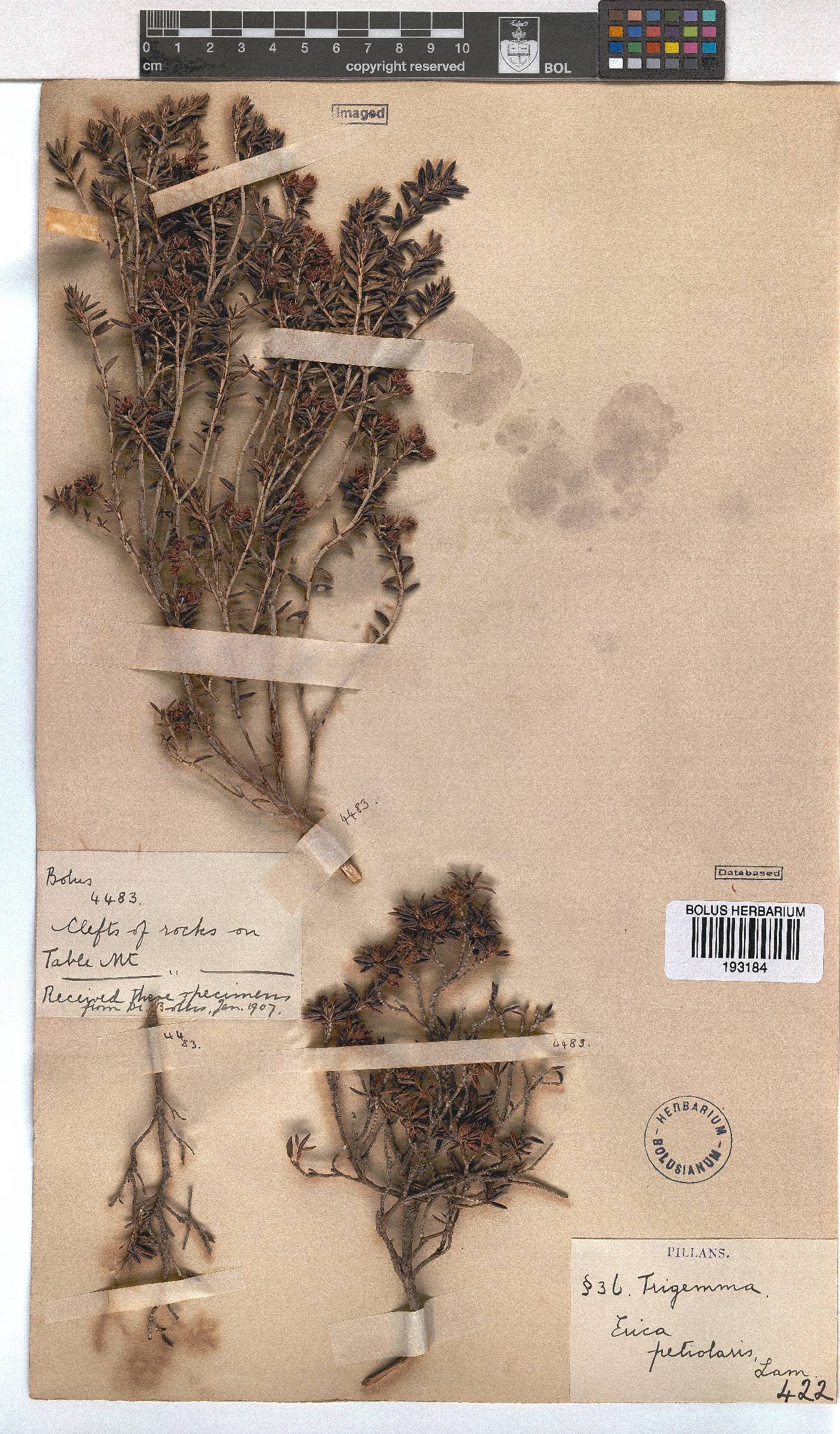 Erica petiolaris image