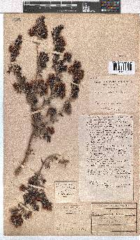 Erica petiolaris image