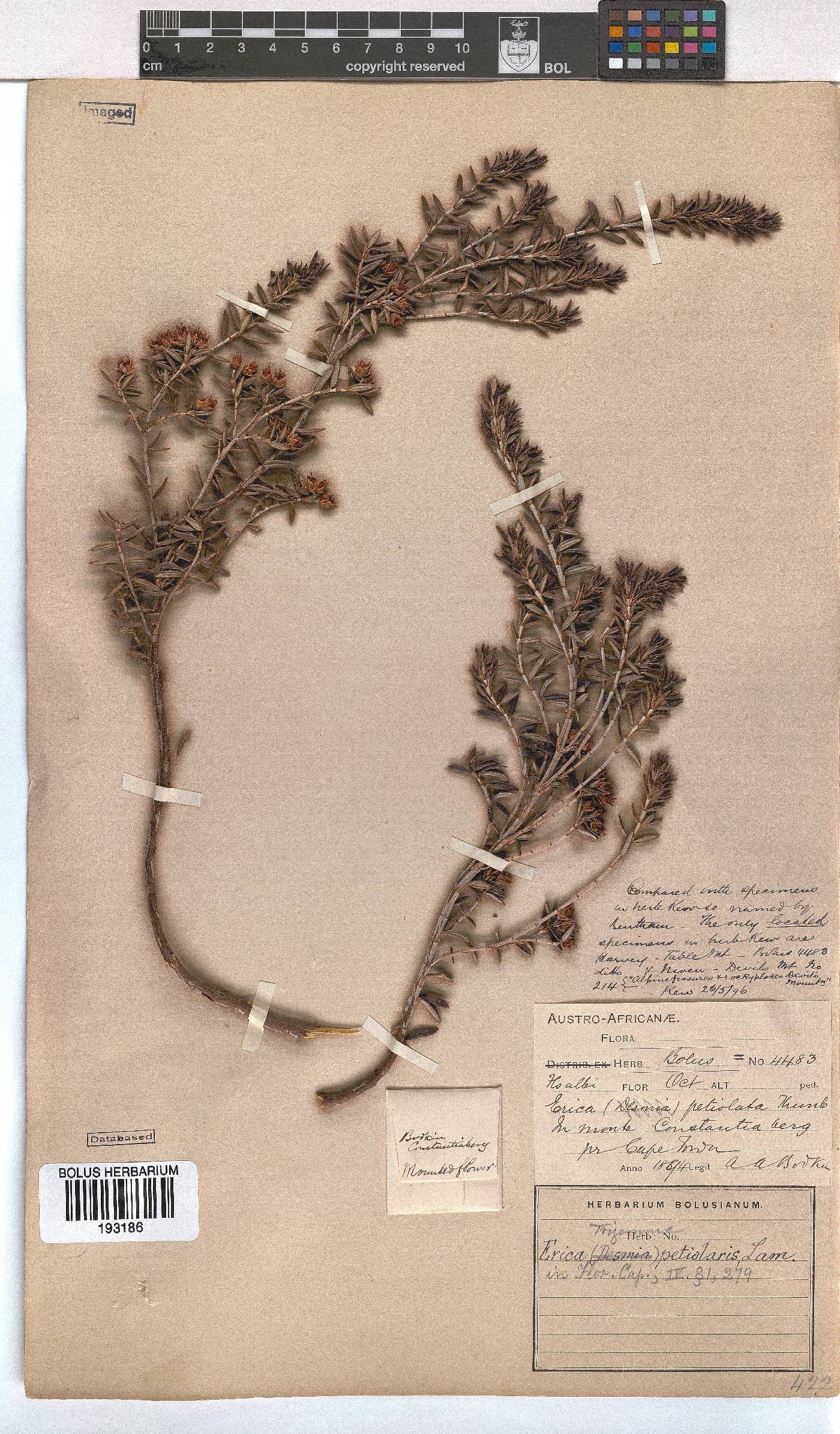 Erica petiolaris image