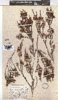 Erica selaginifolia image