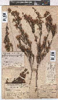 Erica selaginifolia image