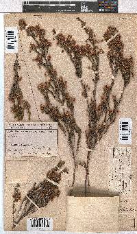 Erica selaginifolia image