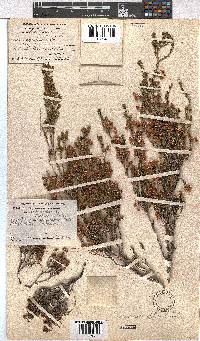 Erica selaginifolia image