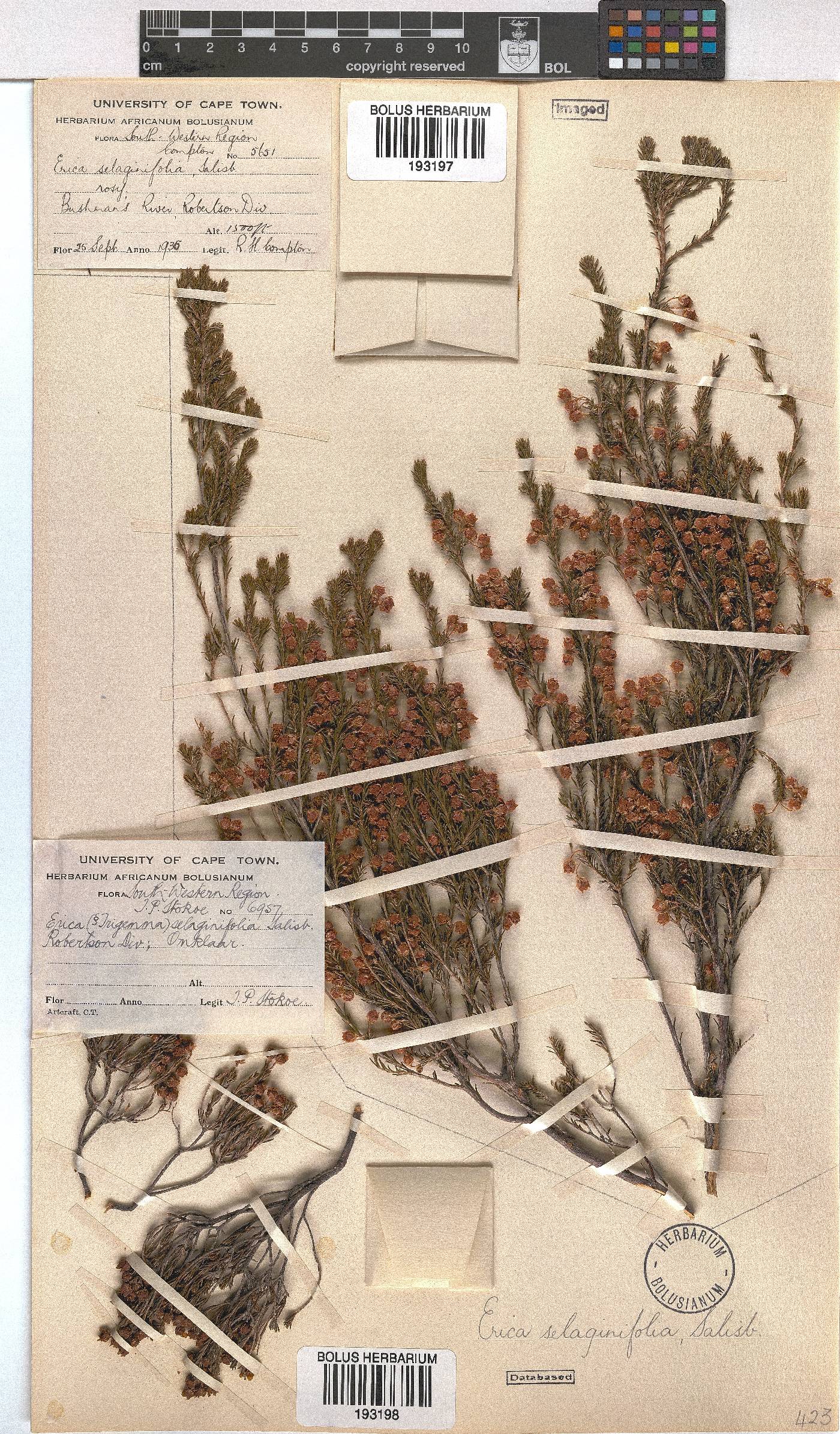 Erica selaginifolia image