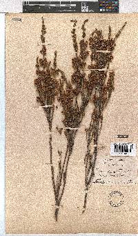 Erica selaginifolia image