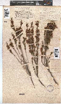 Erica selaginifolia image