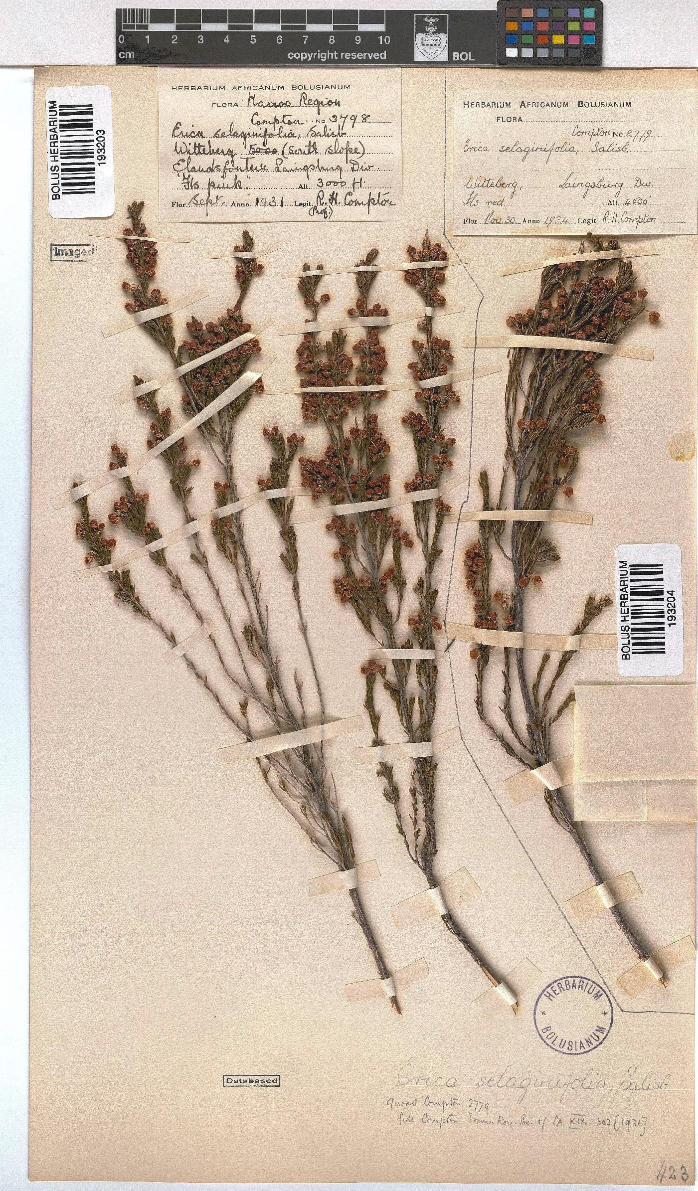 Erica selaginifolia image