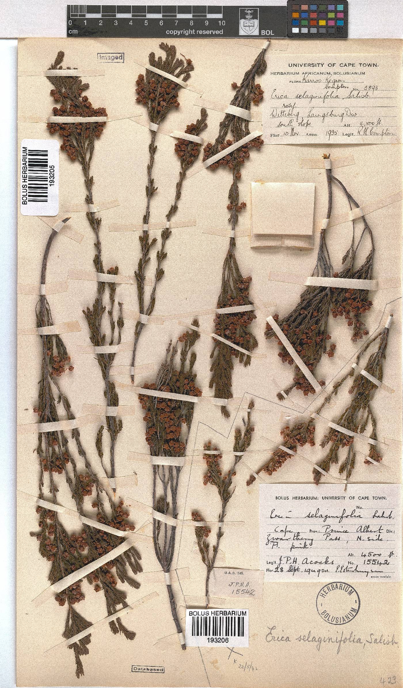 Erica selaginifolia image