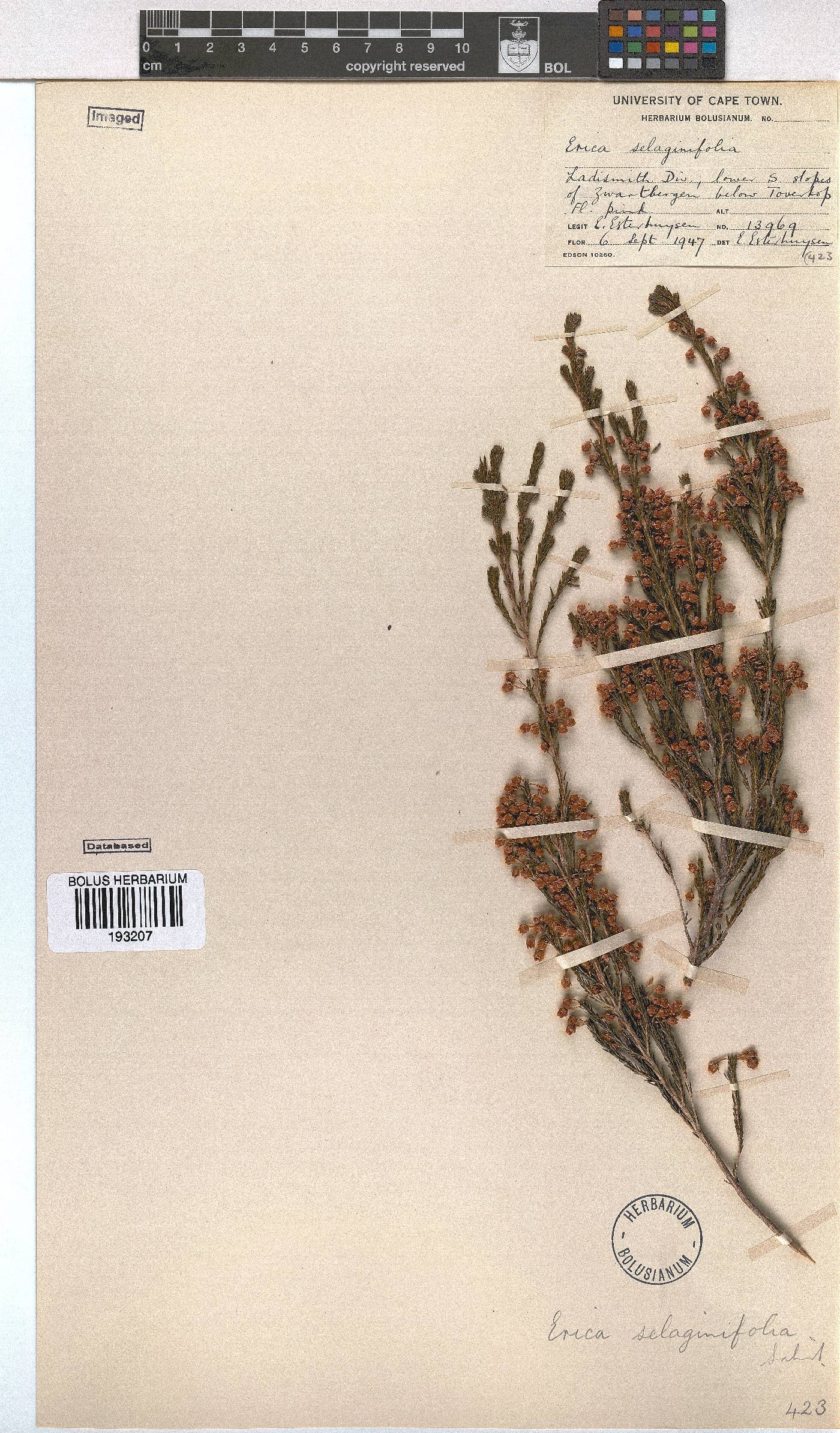 Erica selaginifolia image