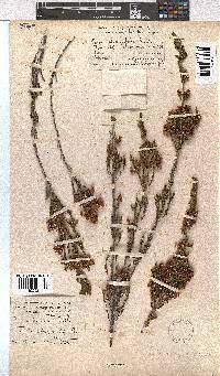 Erica selaginifolia image