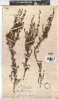 Erica selaginifolia image