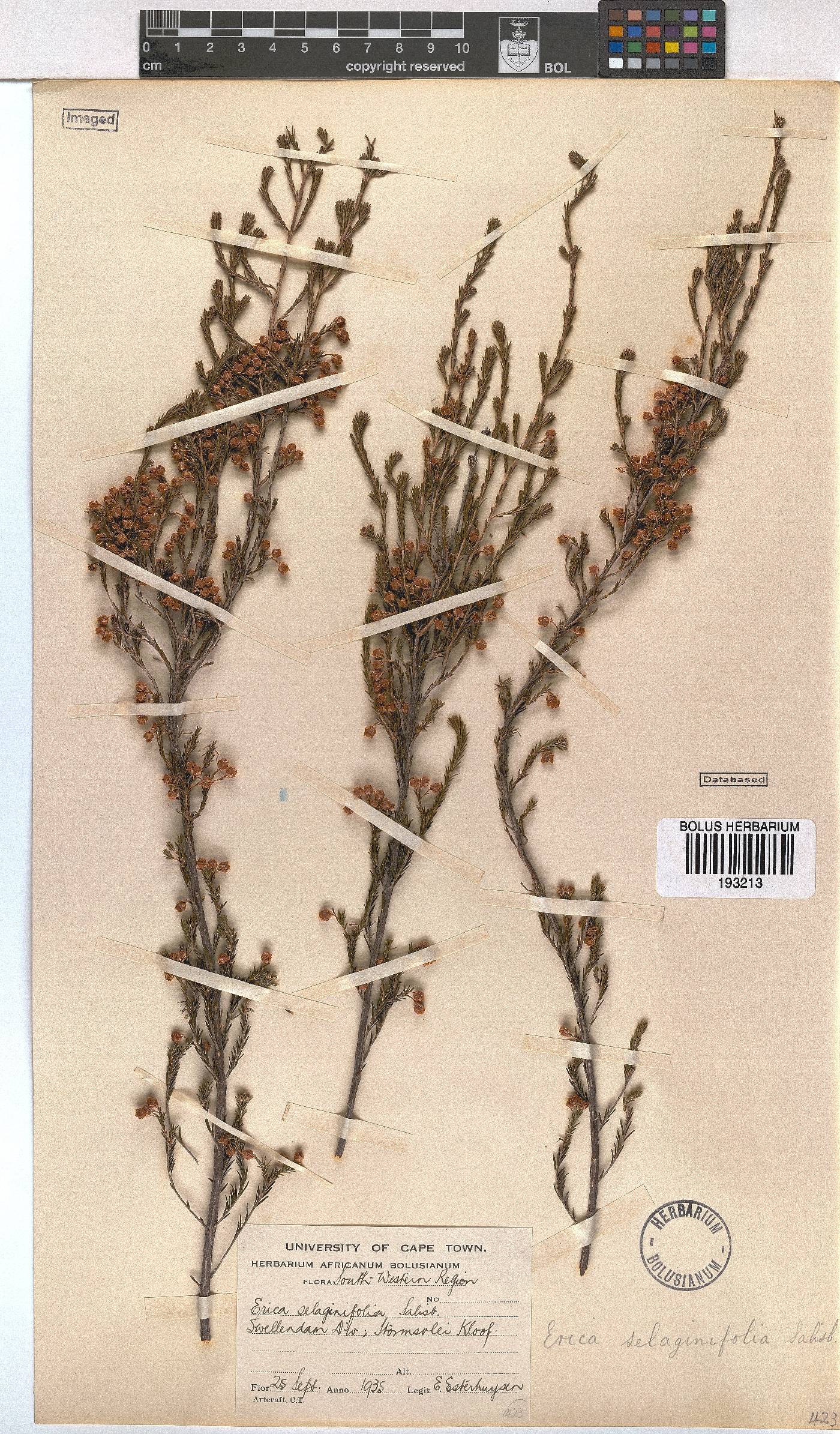 Erica selaginifolia image