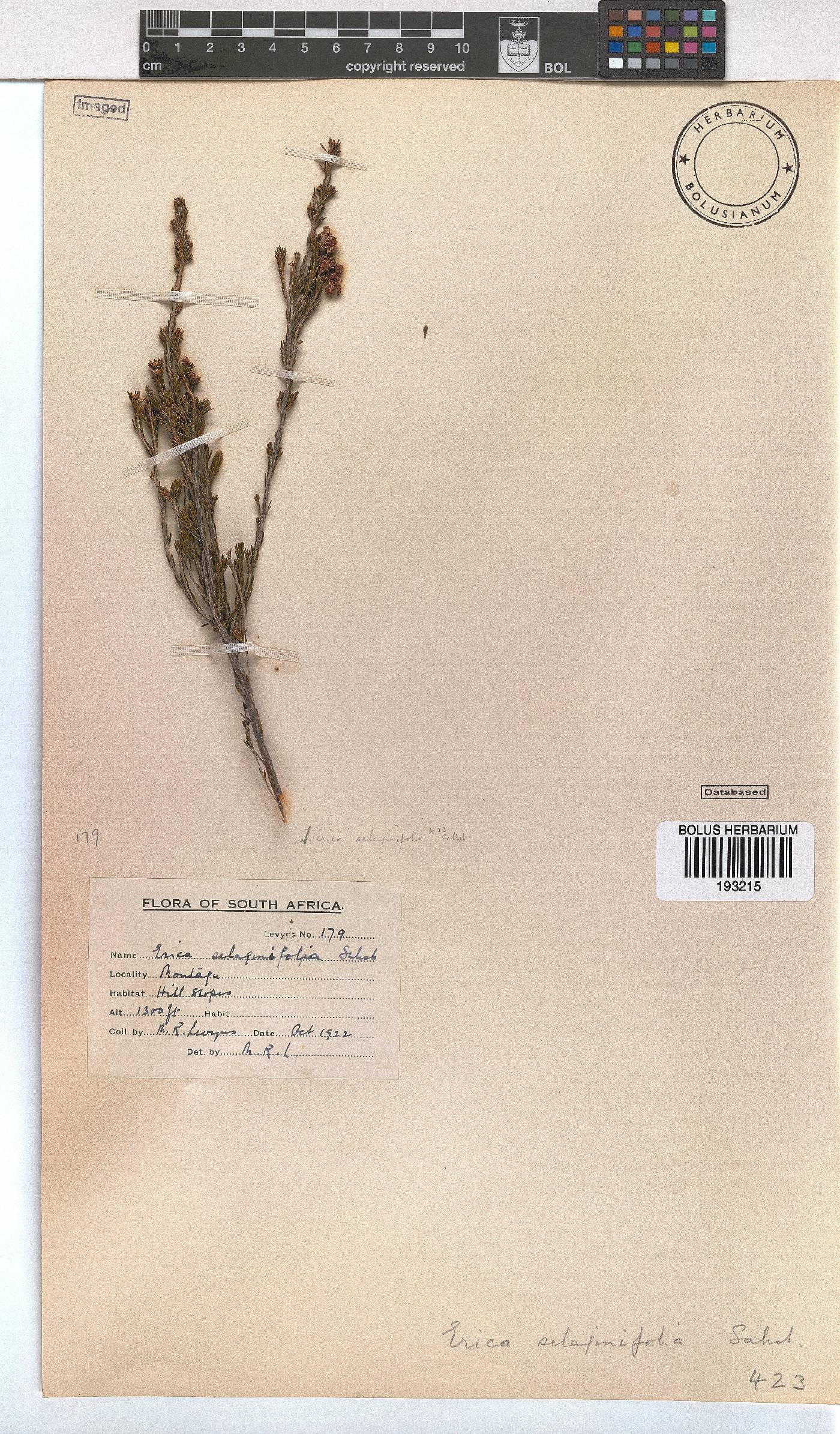 Erica selaginifolia image