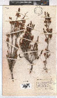 Erica selaginifolia image