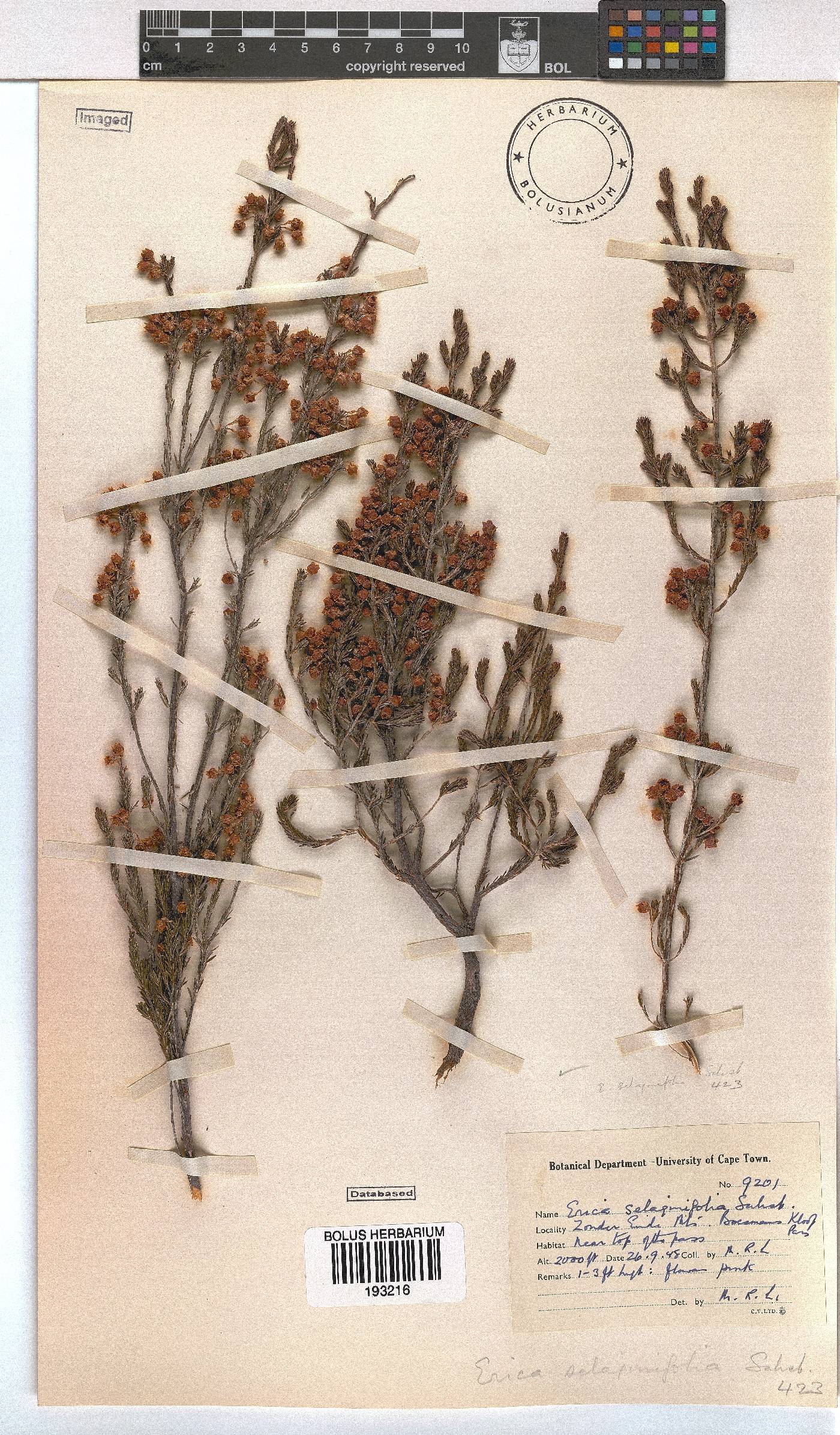 Erica selaginifolia image