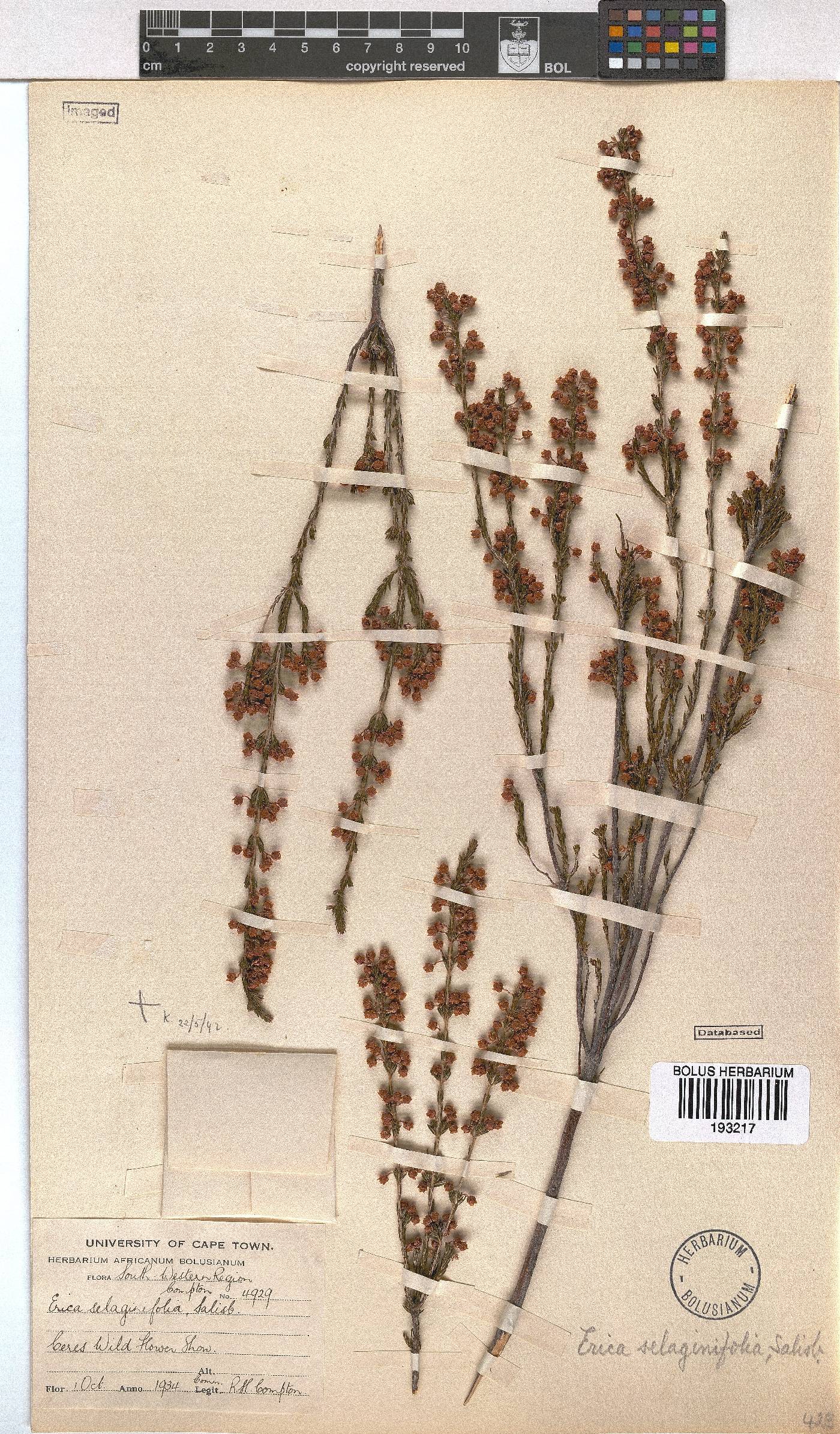 Erica selaginifolia image