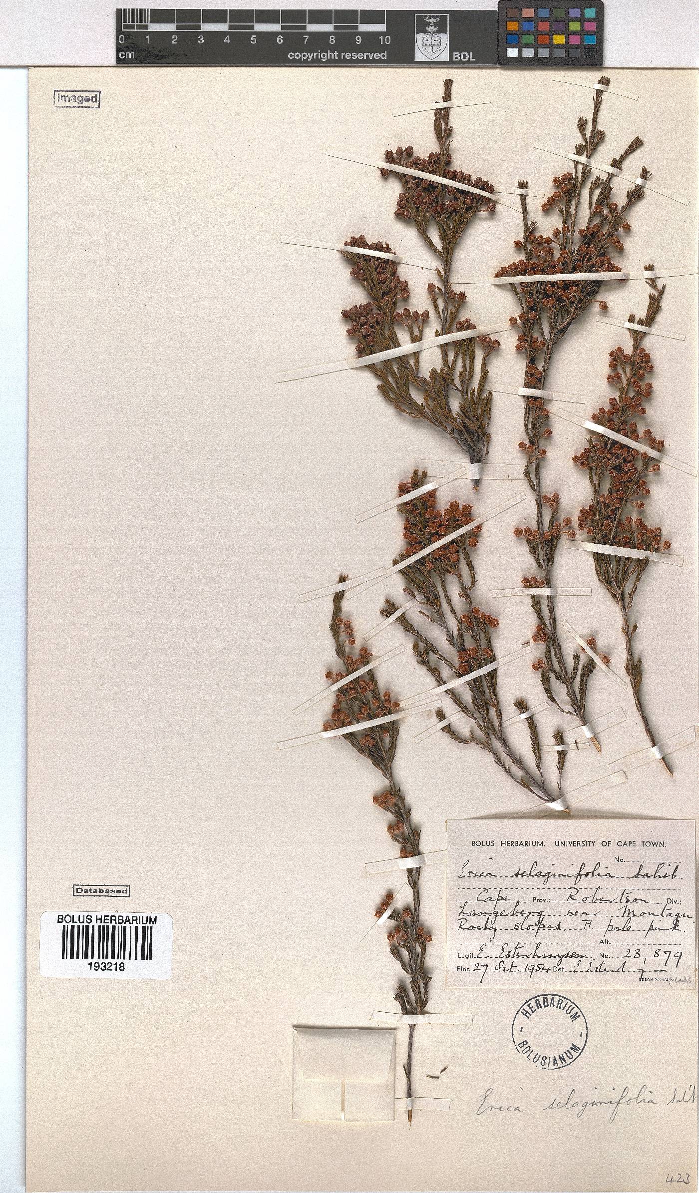 Erica selaginifolia image