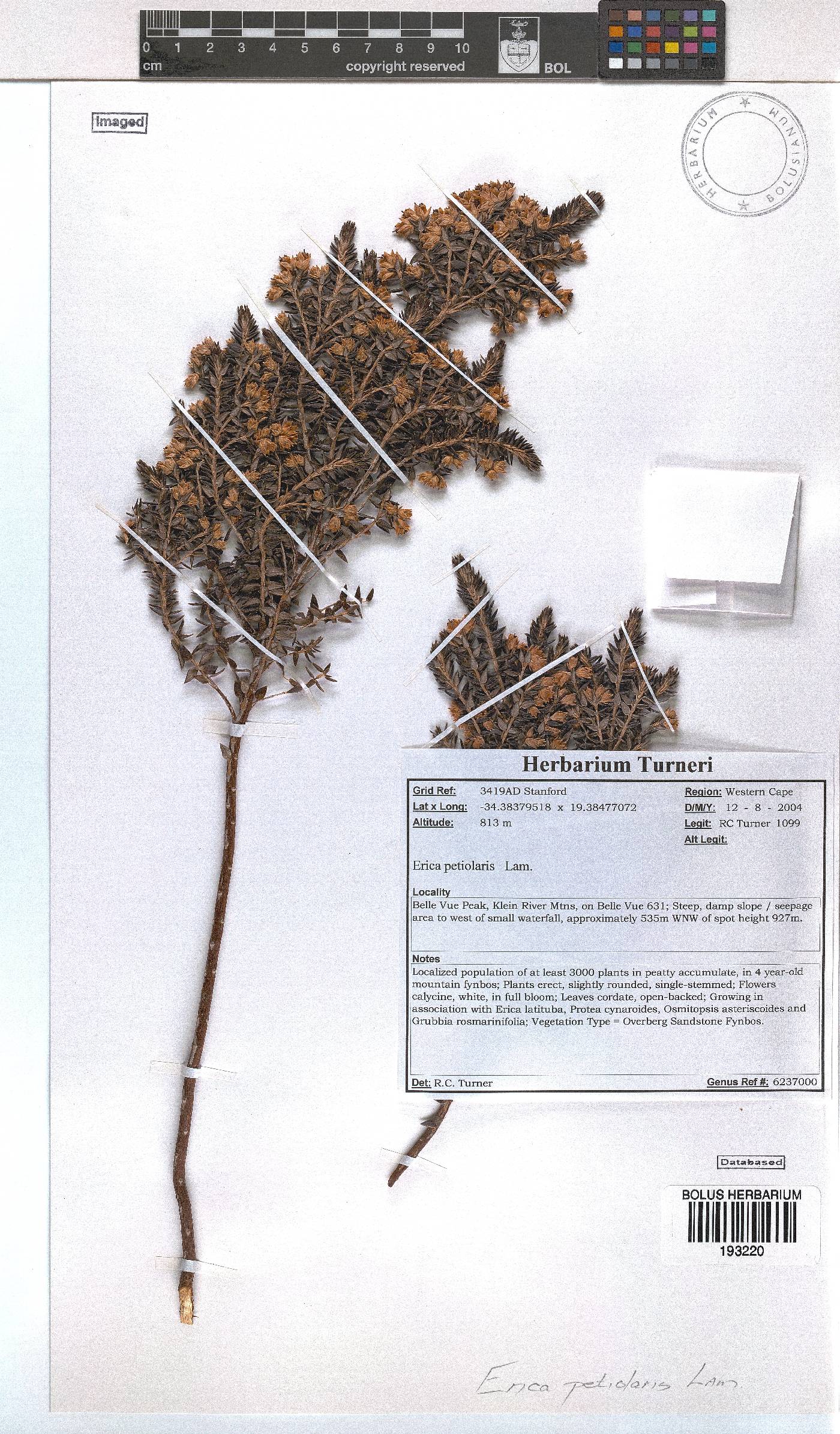 Erica petiolaris image