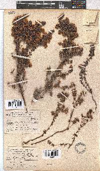 Erica petiolaris image