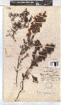 Erica petiolaris image