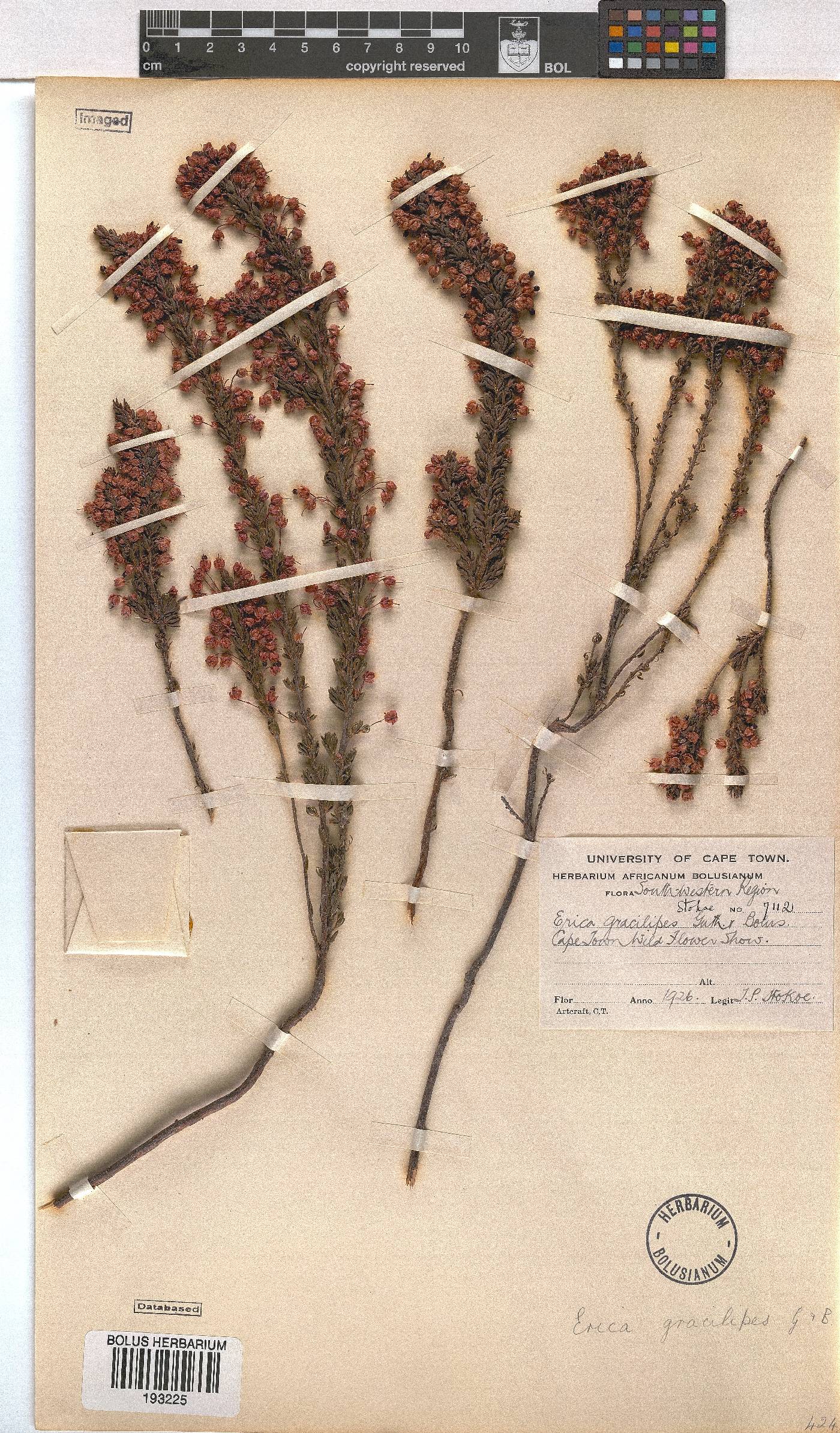 Erica gracilipes image