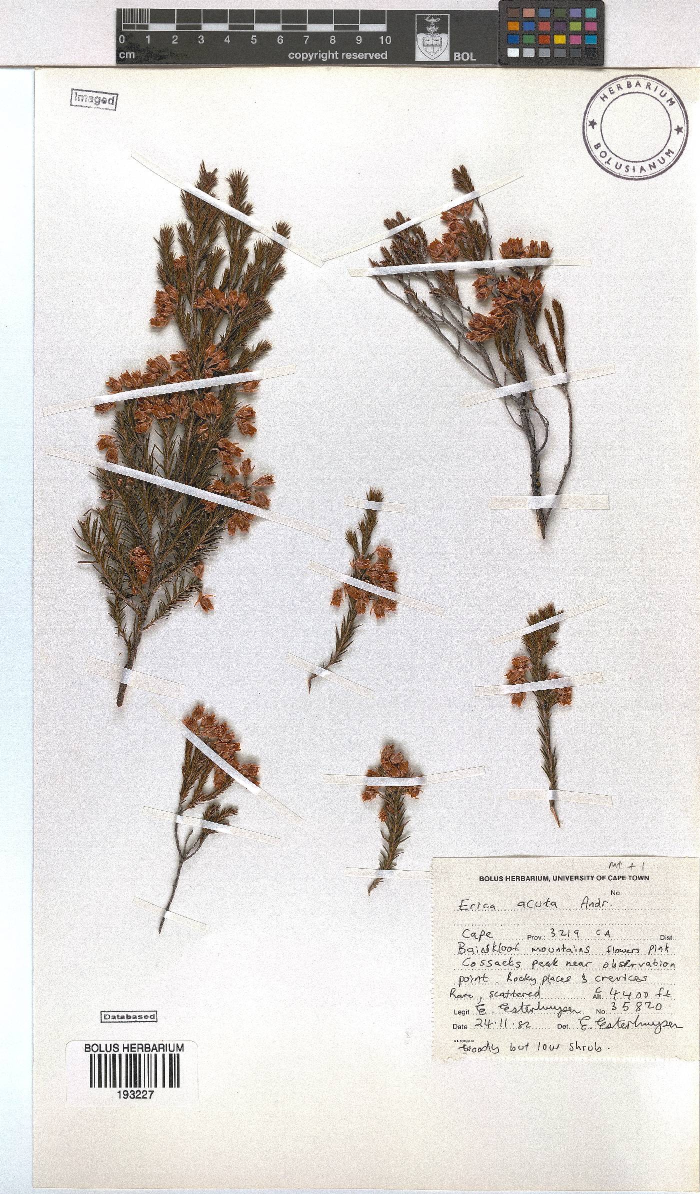 Erica acuta image