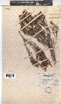 Erica fimbriata image