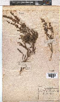 Image of Erica brevifolia