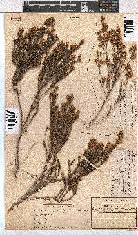 Erica brevifolia image