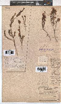 Erica brevifolia image