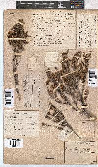 Erica brevifolia image