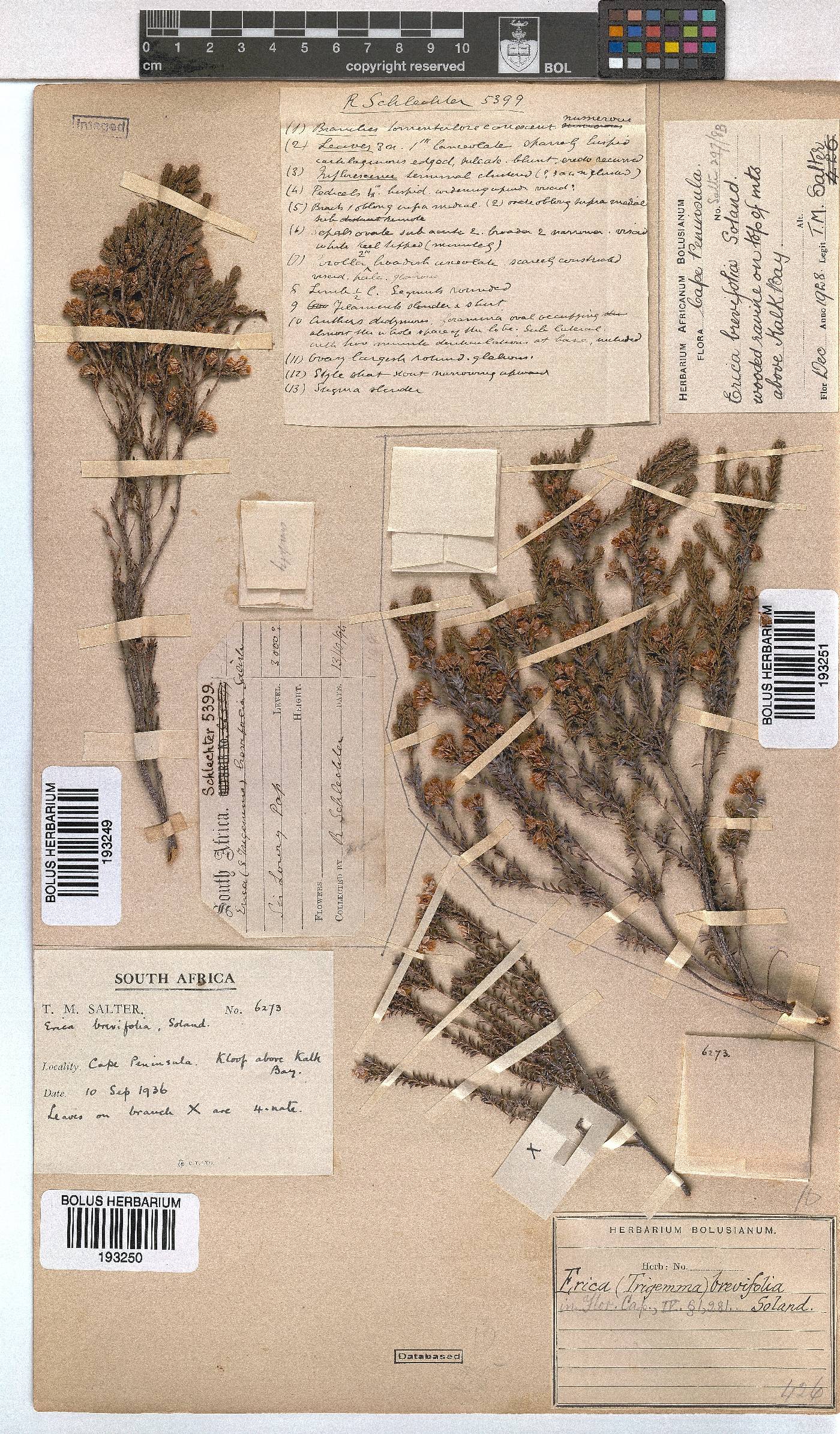 Erica brevifolia image