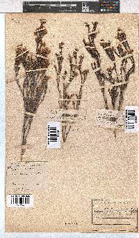 Erica brevifolia image