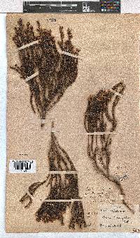 Erica brevifolia image