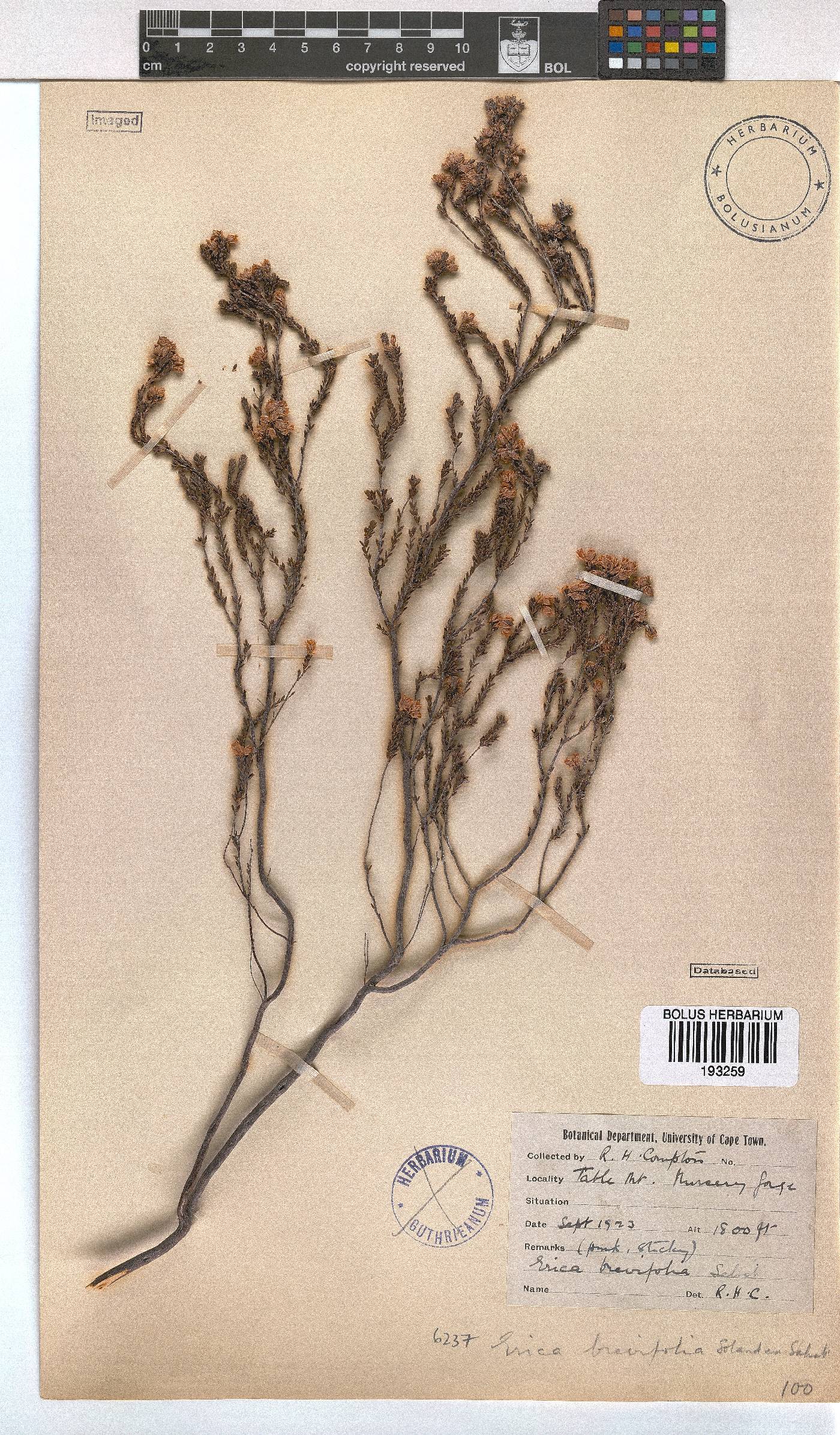 Erica brevifolia image