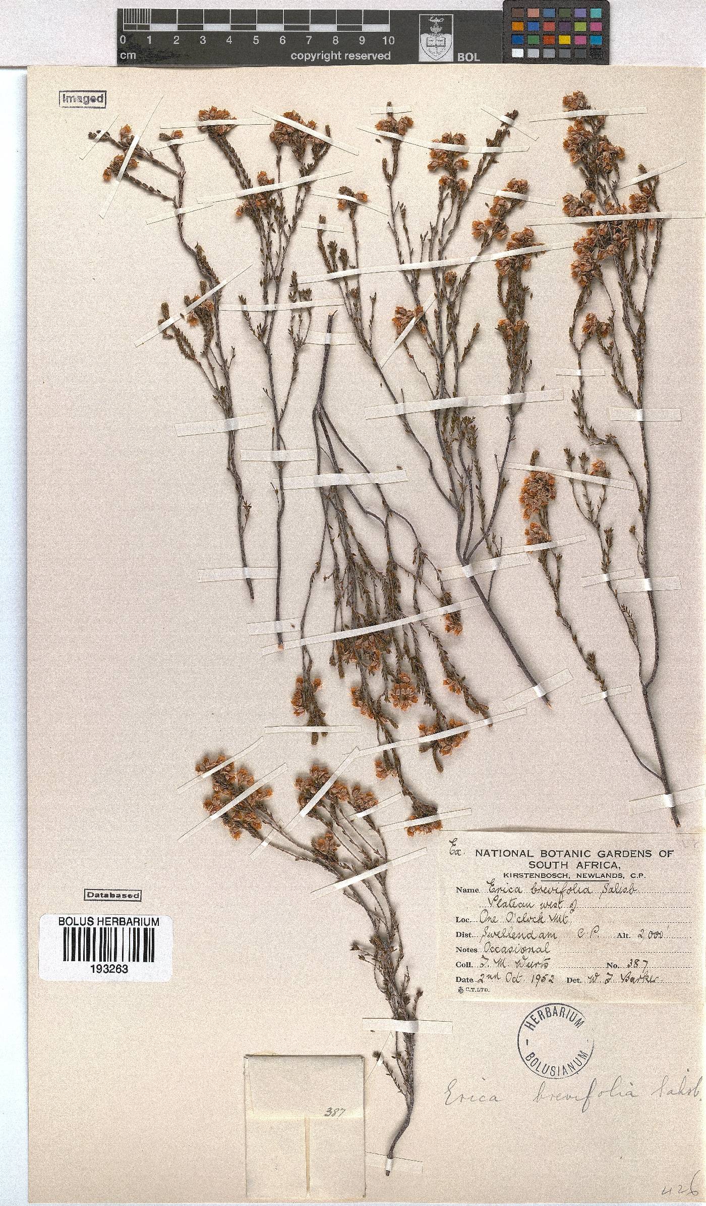 Erica brevifolia image