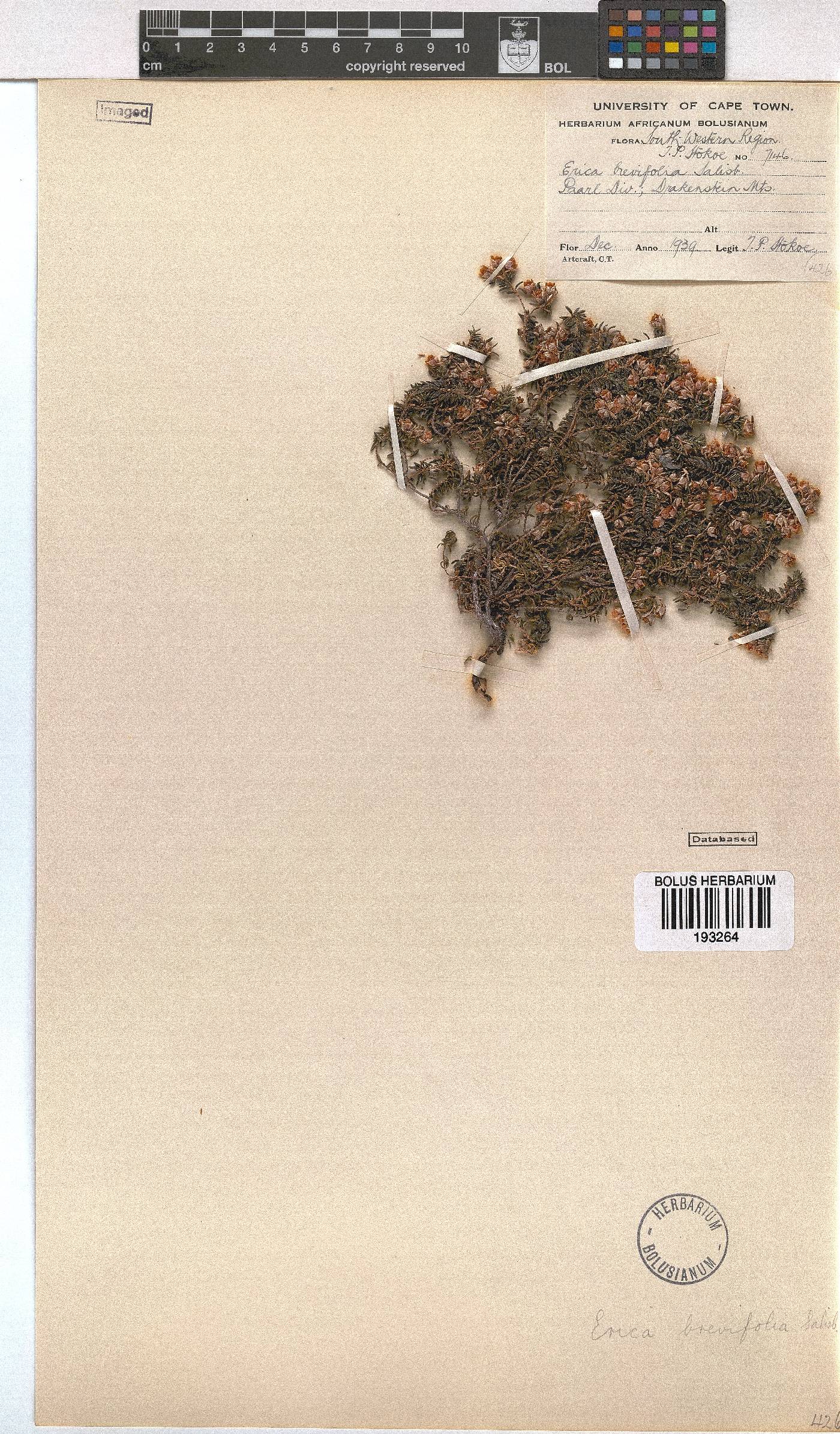 Erica brevifolia image