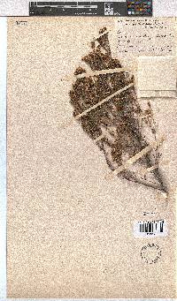 Erica brevifolia image