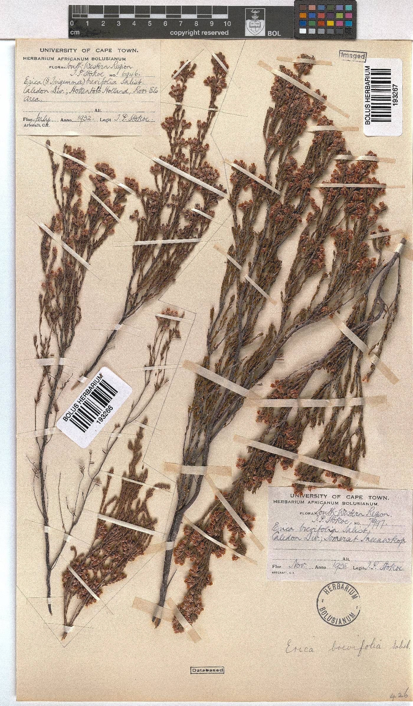 Erica brevifolia image