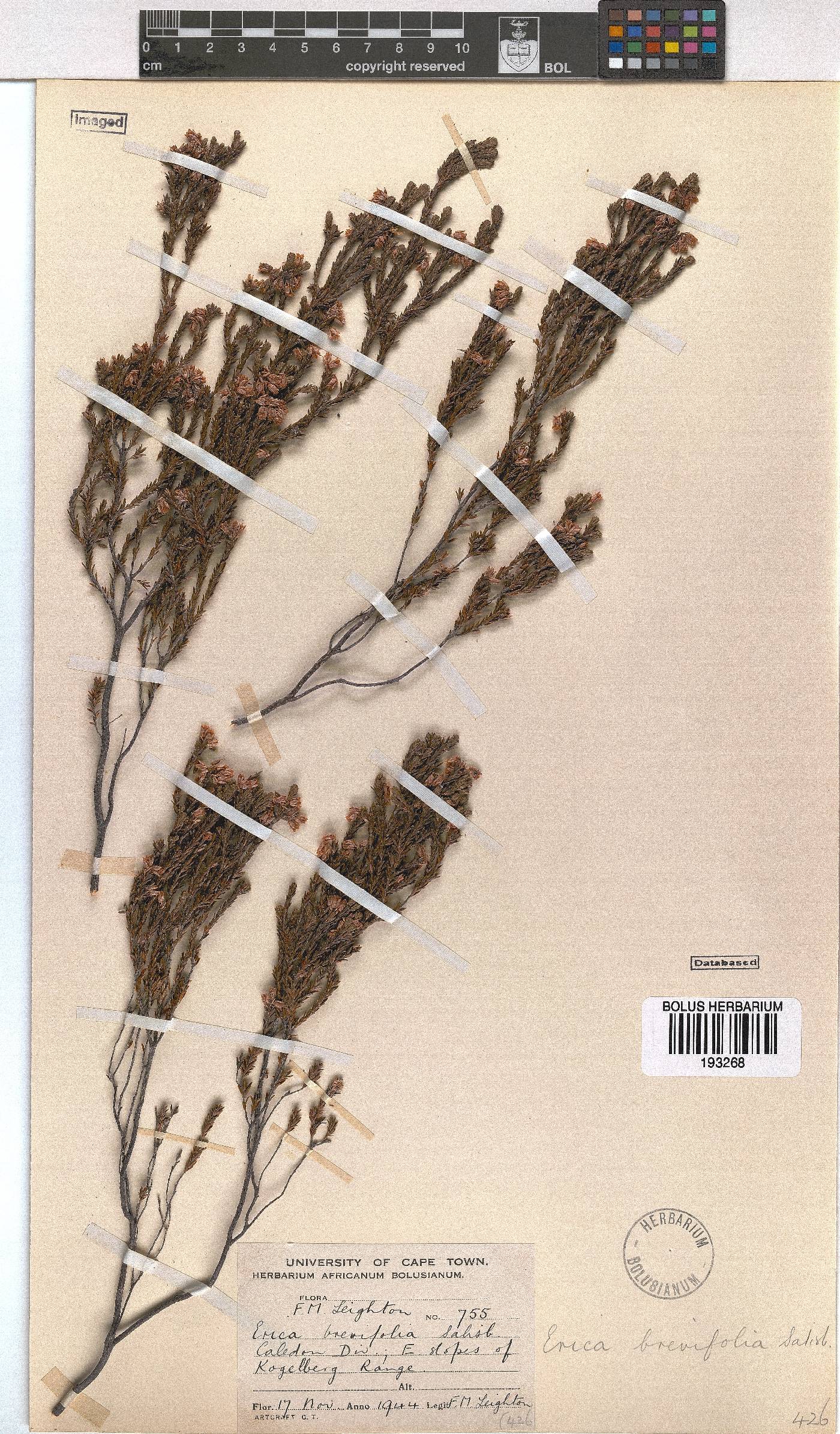 Erica brevifolia image