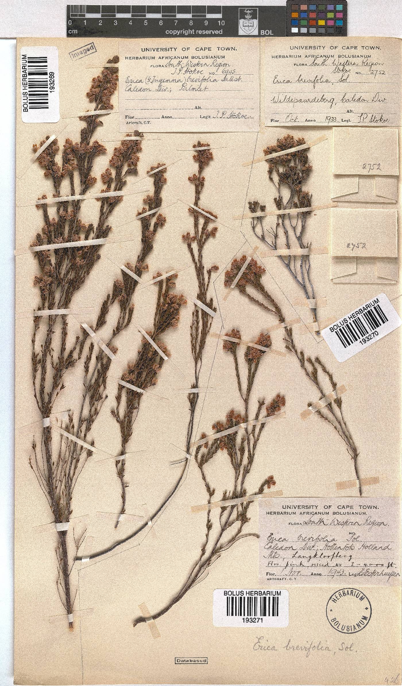 Erica brevifolia image
